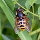 Gelbband-Torfschwebfliege