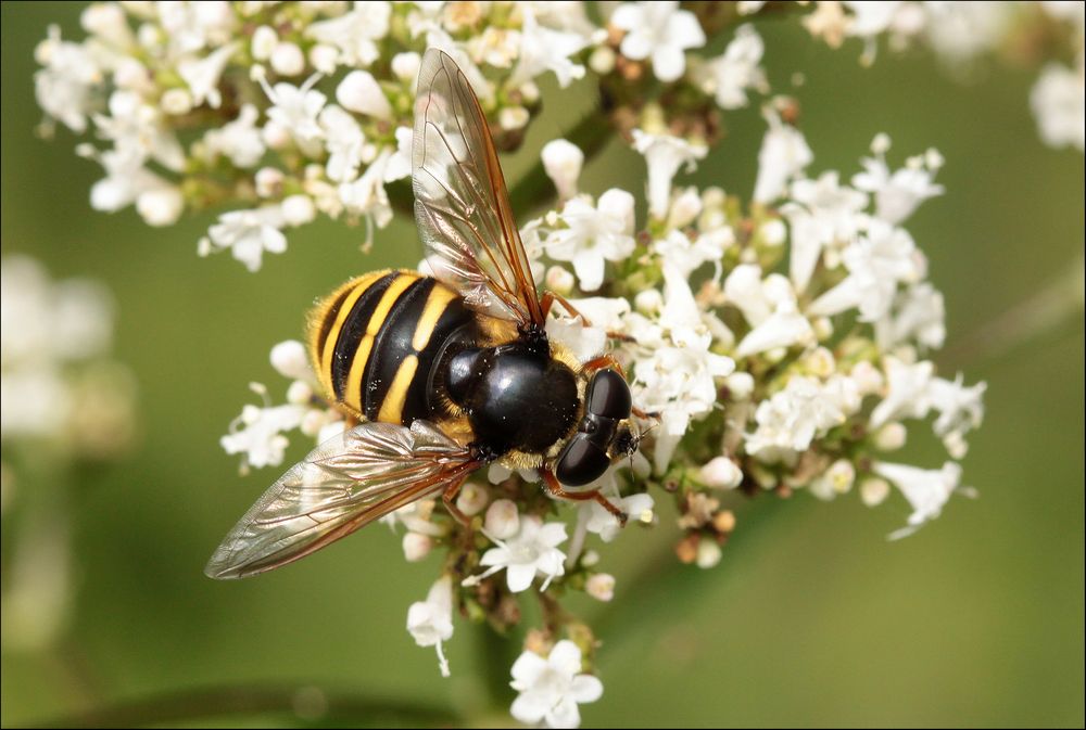 Gelbband-Torfschwebfliege (Sericomyia silentis) Weibchen