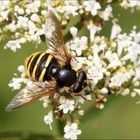 Gelbband-Torfschwebfliege (Sericomyia silentis) Weibchen