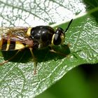 Gelbband-Waffenfliege Profil