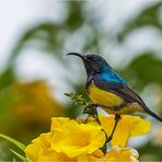 Gelbbauch-Nektarvogel