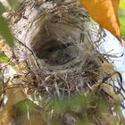 Gelbbauch-Nektarvogel im Nest, Kenia