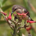 Gelbbauch-Nektarvogel in Kenia