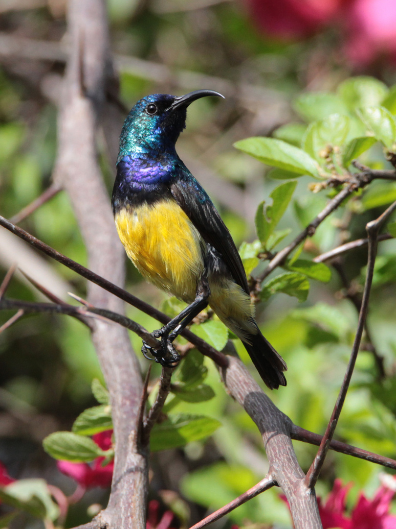 Gelbbauch-Nektarvogel (Männchen) in Kenia