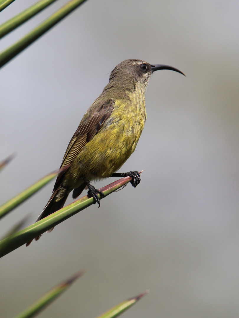 Gelbbauch-Nektarvogel (Weibchen) in Kenia