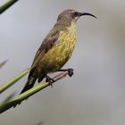 Gelbbauch-Nektarvogel (Weibchen) in Kenia