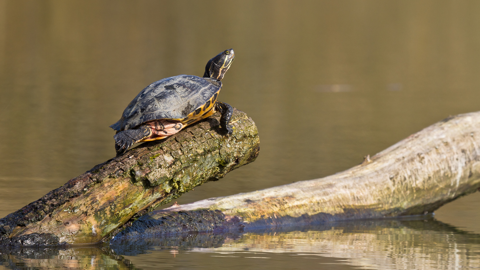 Gelbbauch Schmuckschildkröte...