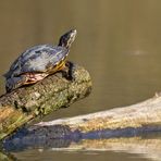 Gelbbauch Schmuckschildkröte...