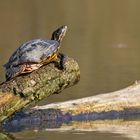 Gelbbauch Schmuckschildkröte...