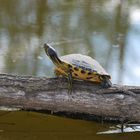 Gelbbauch-Schmuckschildkröte 2.0