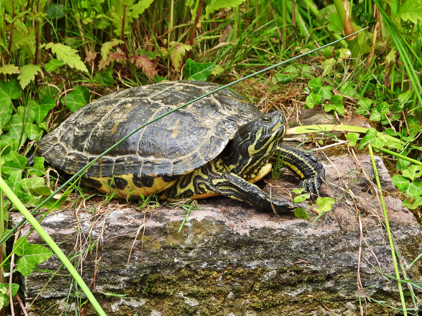 Gelbbauch-Schmuckschildkröte