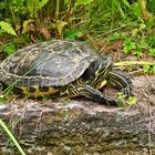 Gelbbauch-Schmuckschildkröte