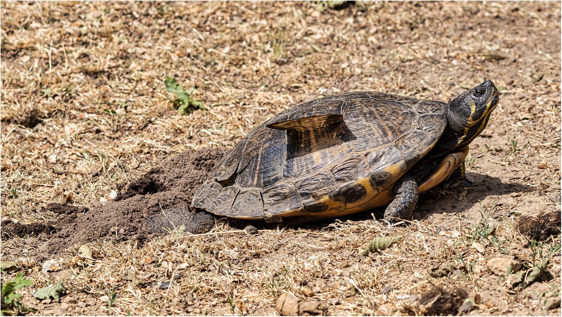 Gelbbauch-Schmuckschildkröte.....