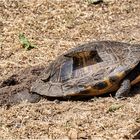 Gelbbauch-Schmuckschildkröte.....