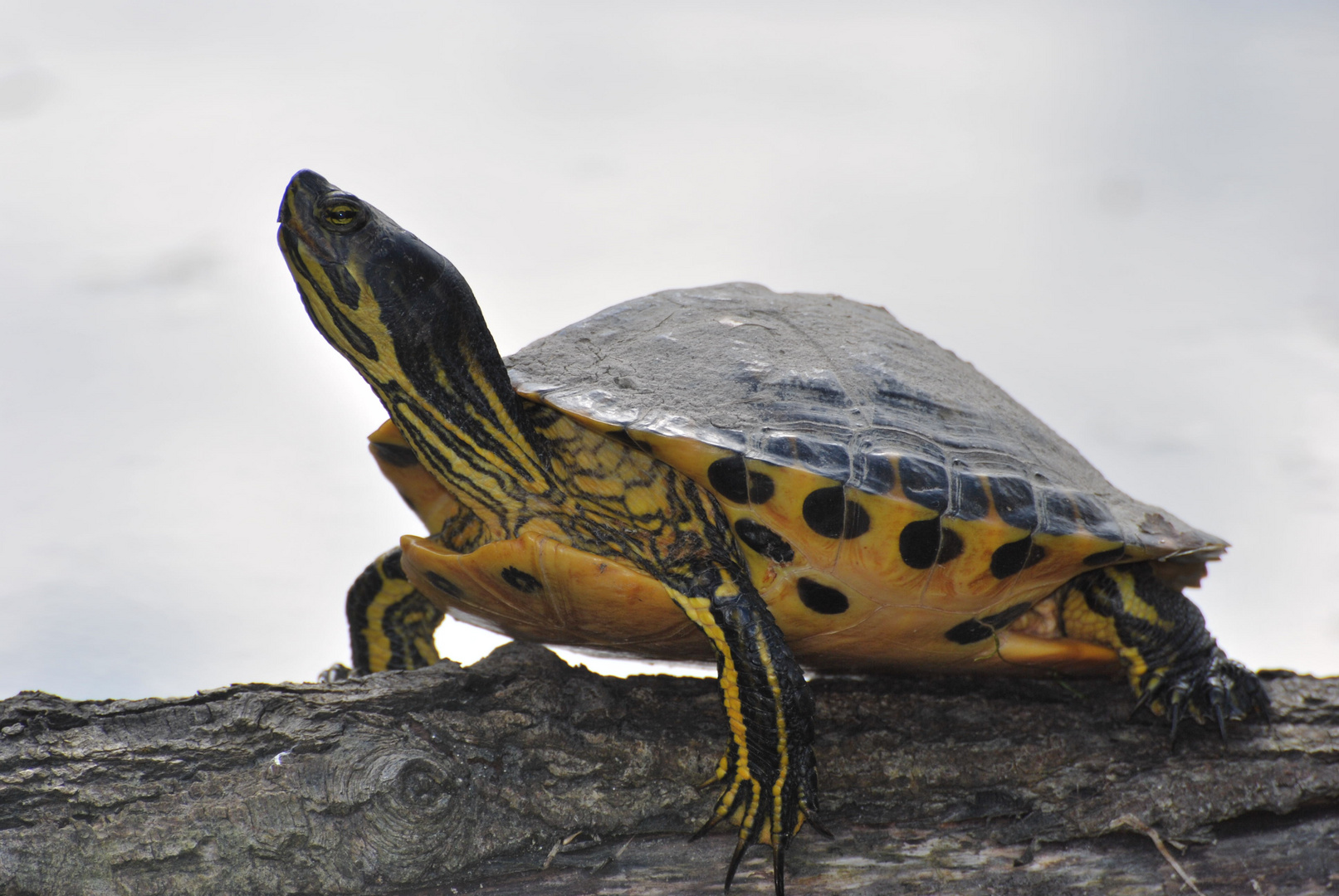 Gelbbauch-Schmuckschildkröte