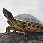 Gelbbauch-Schmuckschildkröte