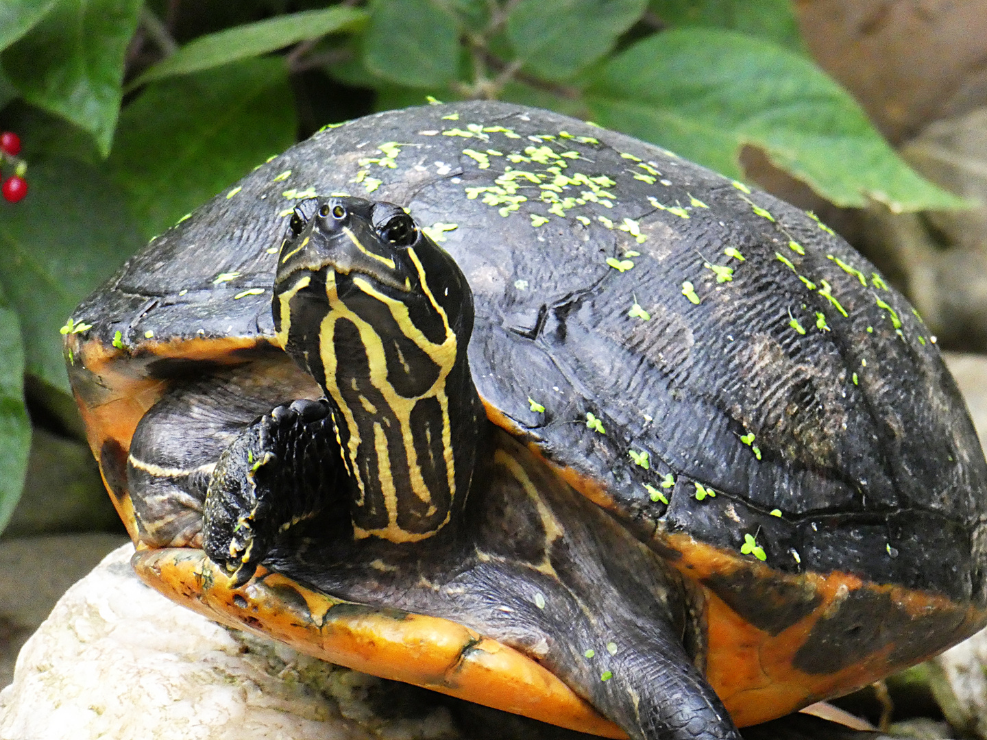 Gelbbauch-Schmuckschildkröte