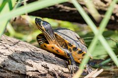 Gelbbauch-Schmuckschildkröte