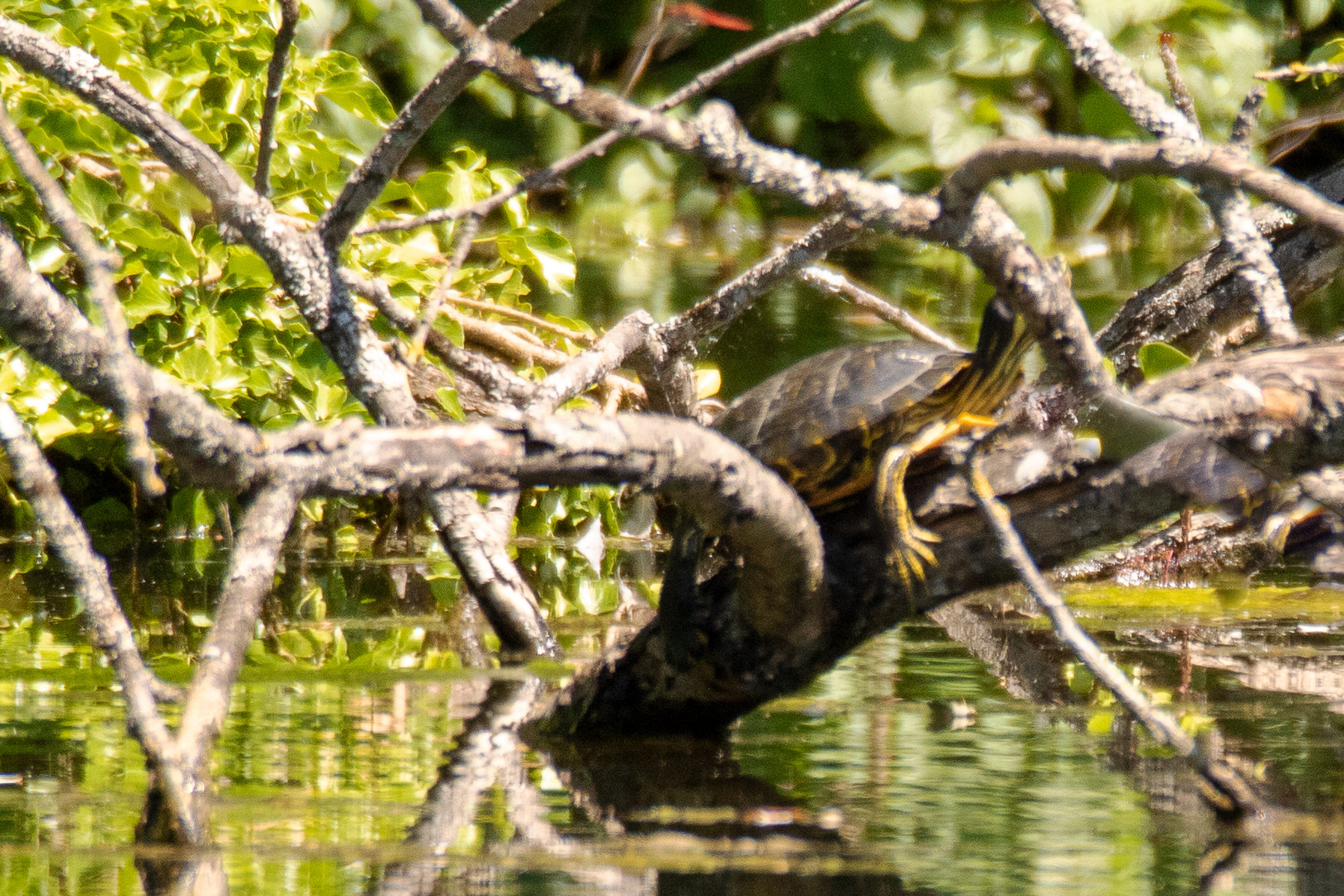 Gelbbauch-Schmuckschildkröte (Trachemis scripta scripta)