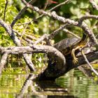 Gelbbauch-Schmuckschildkröte (Trachemis scripta scripta)