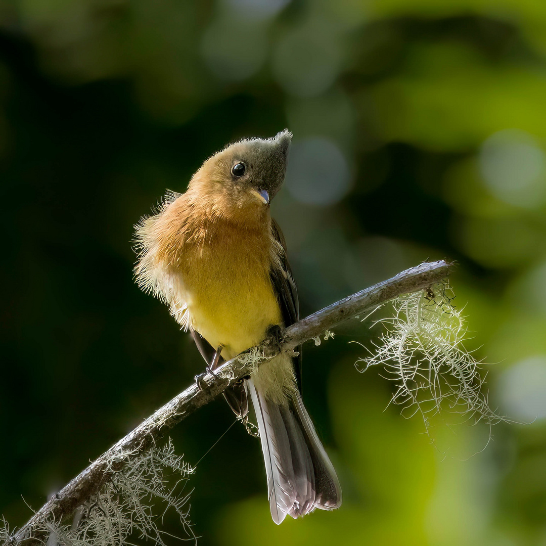 Gelbbauch-Schnäppertyrann / Northern tufted flycatcher