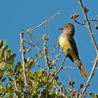 Gelbbauch-Schopftyrann - Great Crested Flycatcher (Myiarchus crinitus)