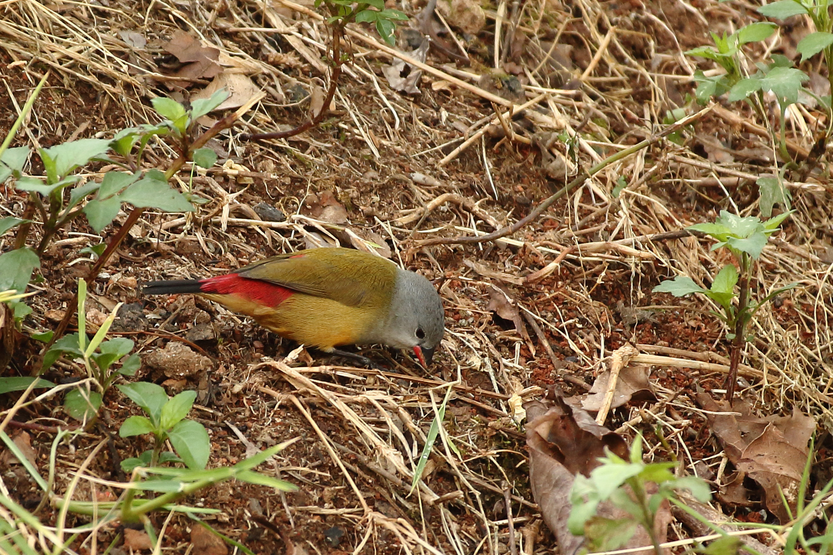 Gelbbauchastrild (Estrilda quartinia)