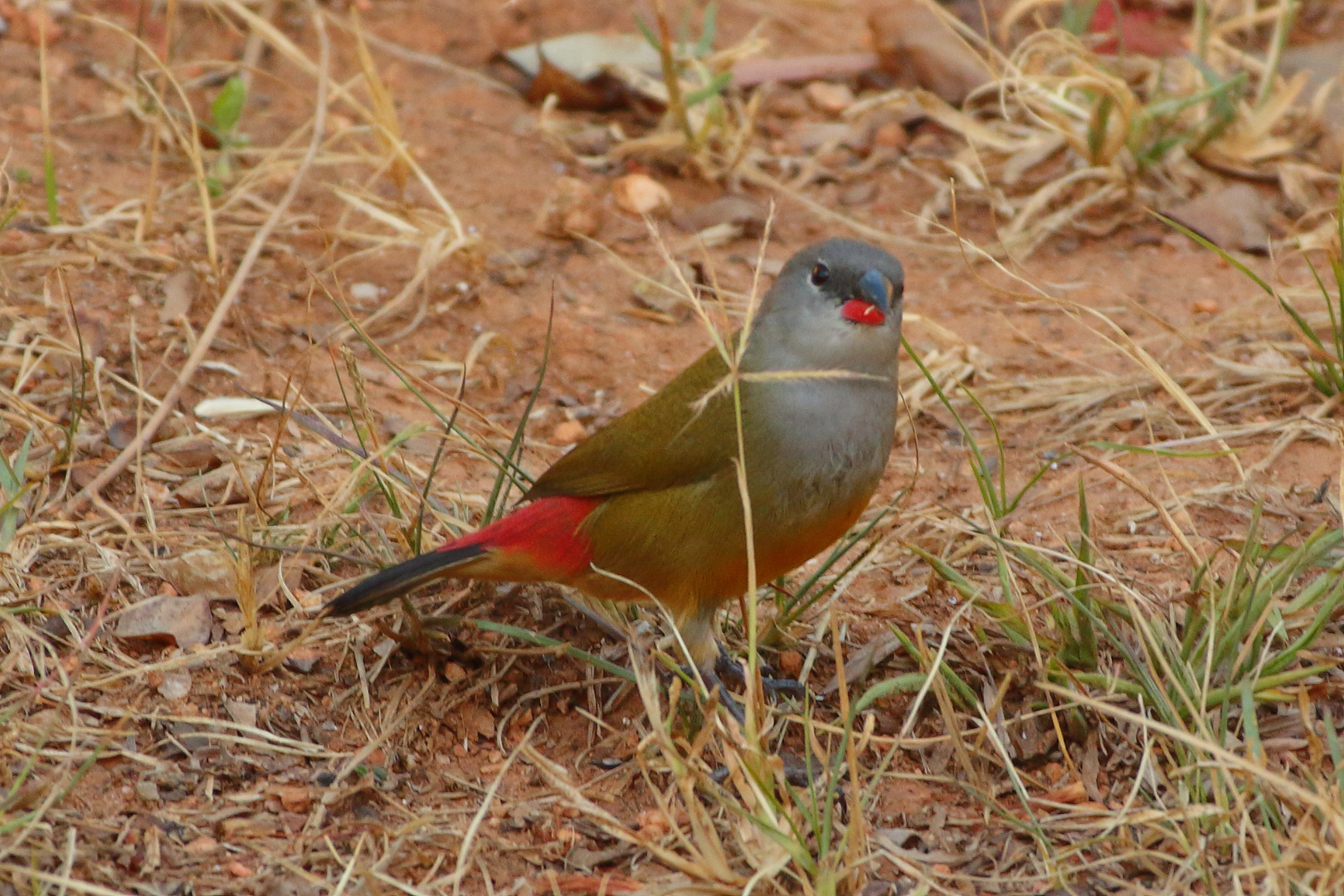 Gelbbauchastrild (Estrilda quartinia)