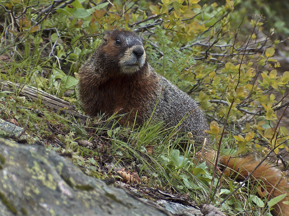 Gelbbauchmurmeltier (Marmota flaviventris)