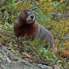 Gelbbauchmurmeltier (Marmota flaviventris)