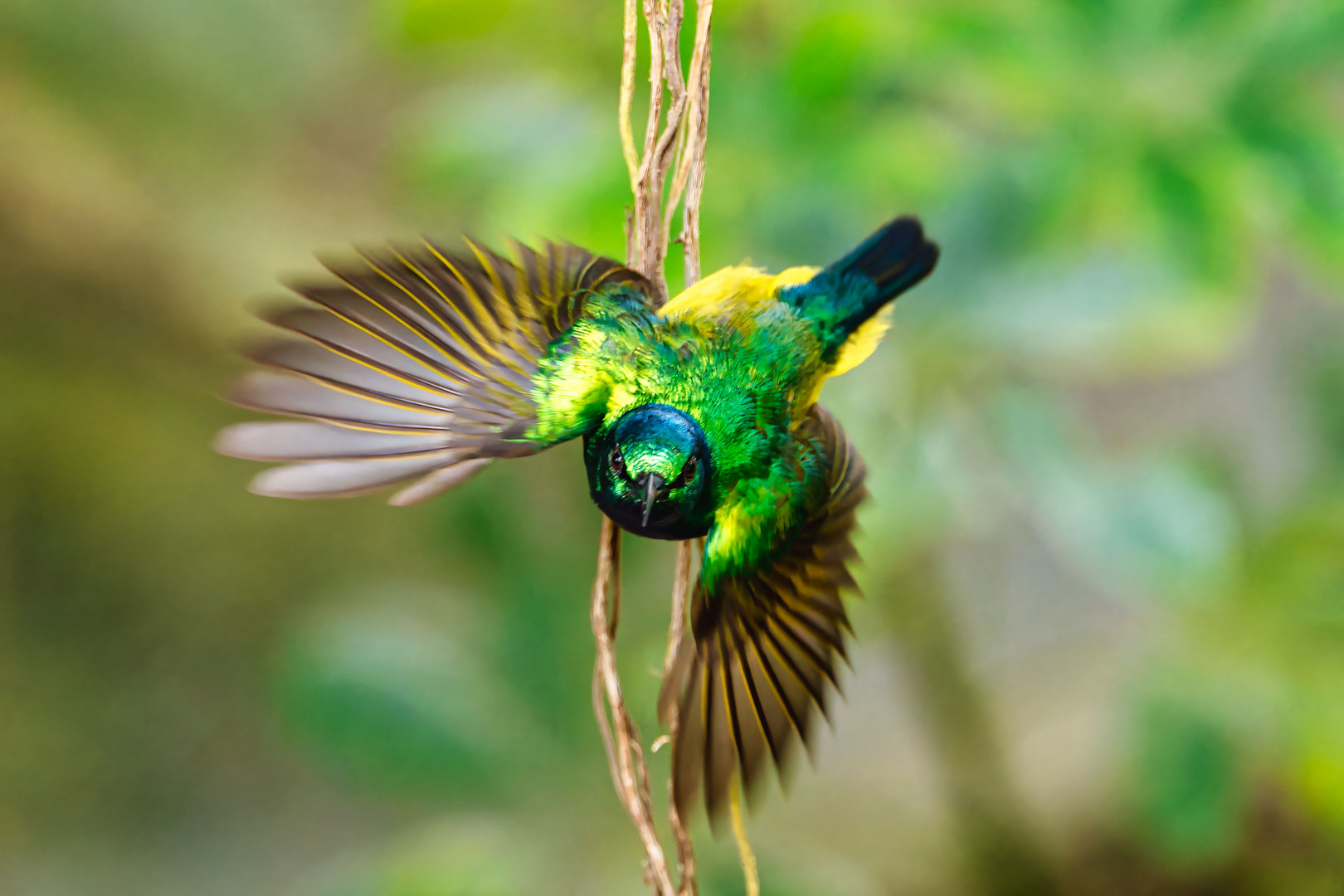 Gelbbauchnektarvogel