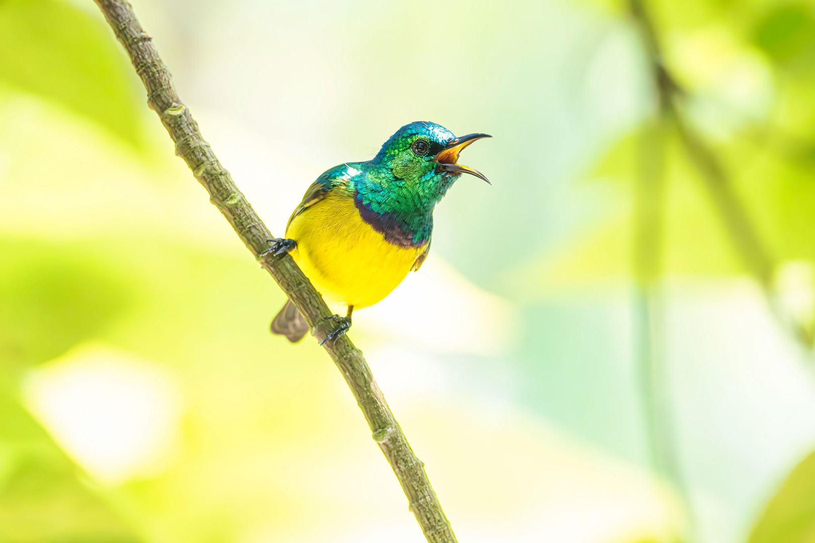 Gelbbauchnektarvogel