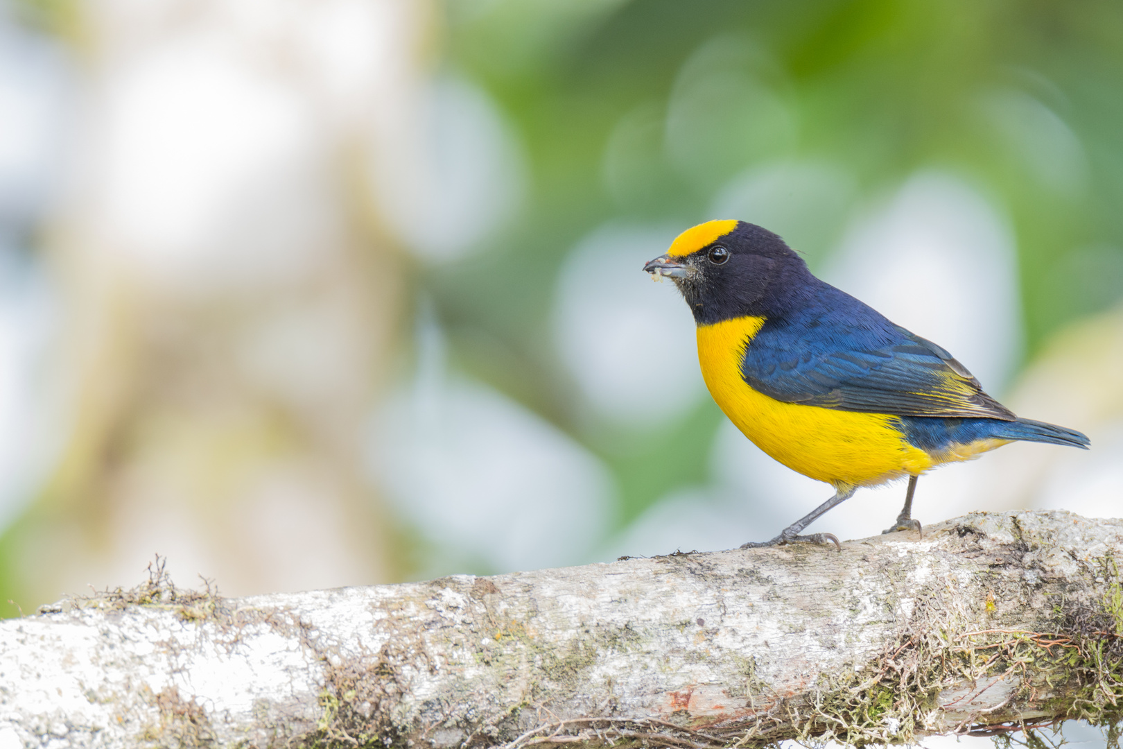 Gelbbauchorganist (Euphonia xanthogaster), Tandayapa , Ecuador