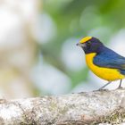 Gelbbauchorganist (Euphonia xanthogaster), Tandayapa , Ecuador