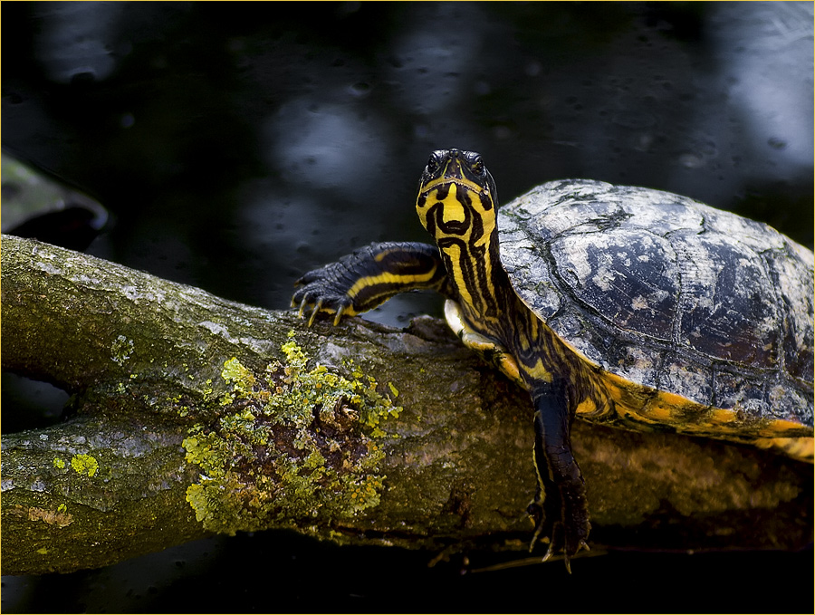 Gelbbauchschildkröte