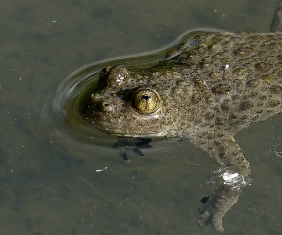 Gelbbauchunke