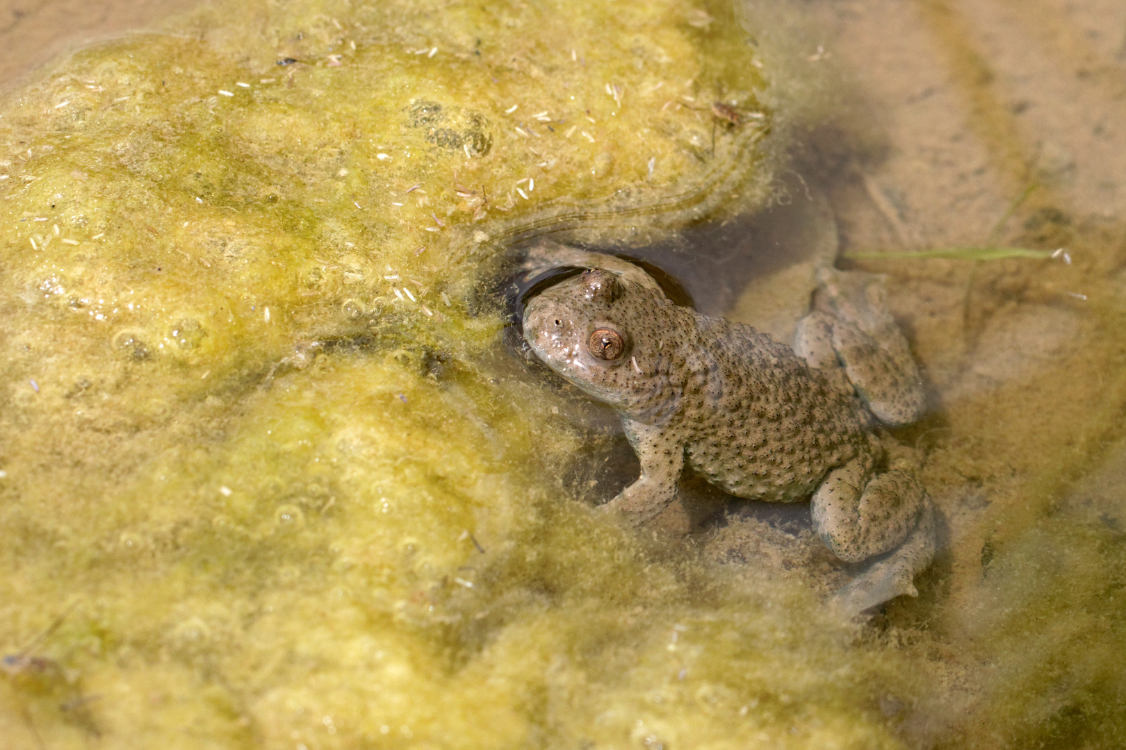 Gelbbauchunke (Bombina variegata)