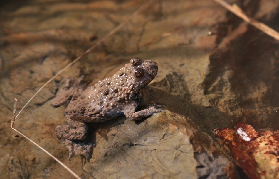 Gelbbauchunke (Bombina variegata)