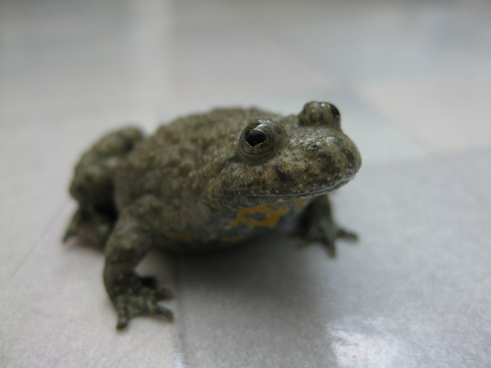 Gelbbauchunke (Bombina variegata)