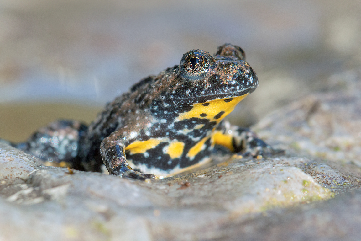 Gelbbauchunke - Bombina variegata