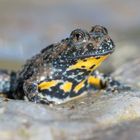 Gelbbauchunke - Bombina variegata