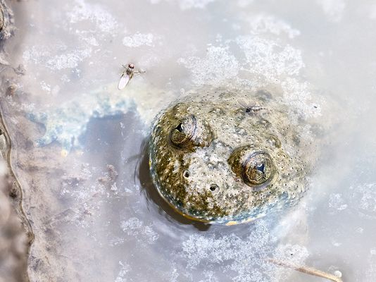 Gelbbauchunke und Fliegen