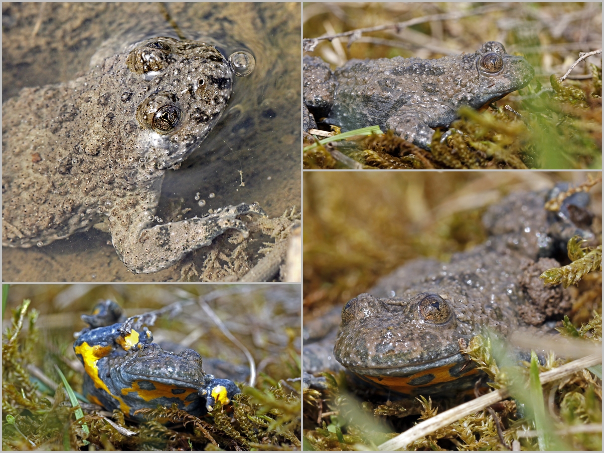 Gelbbauchunken (Bombina variegata)