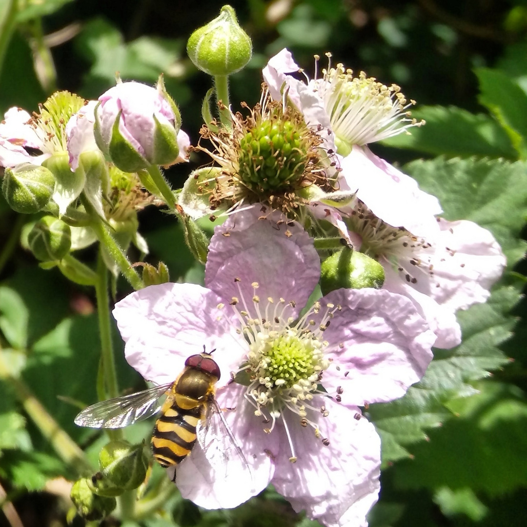 Gelbbein-Wiesenschwebfliege 