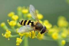 Gelbbein-Wiesenschwebfliege (Epistrophe diaphana)