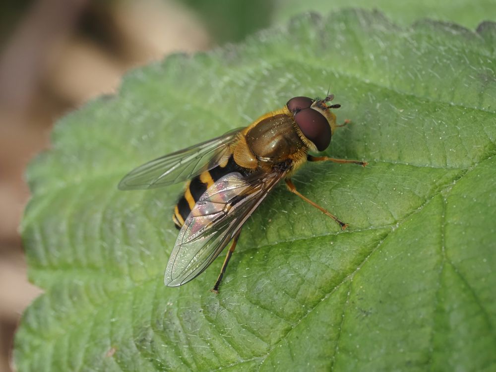 Gelbbein-Wiesenschwebfliege (Epistrophe diaphana)