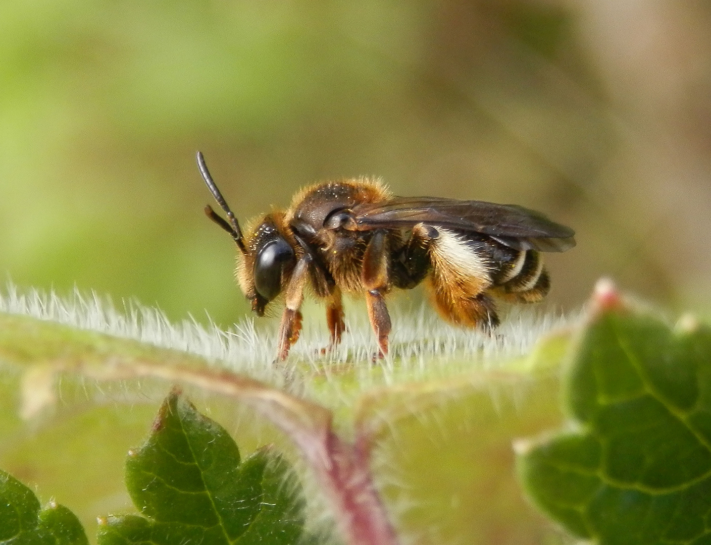 Gelbbeinige Schenkelbiene (Macropis fulvipes) - Weibchen