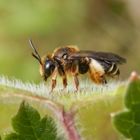 Gelbbeinige Schenkelbiene (Macropis fulvipes) - Weibchen