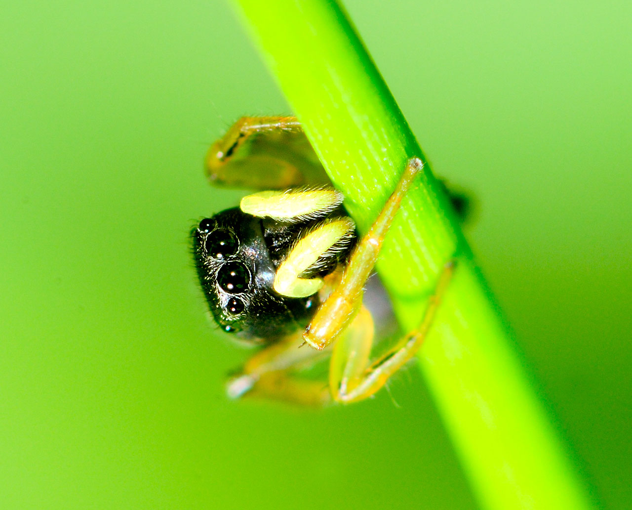 Gelbbeinige Sonnenspringspinne (Heliophanus flavipes)