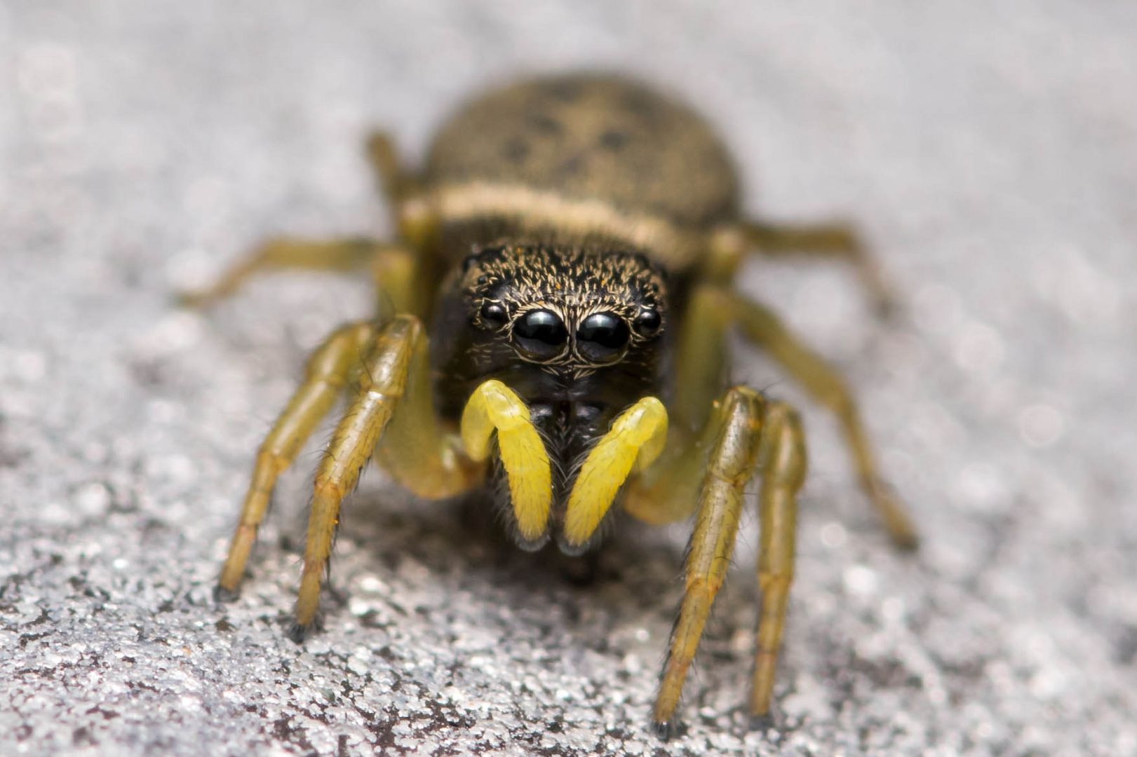 Gelbbeinige Sonnenspringspinne ( Heliophanus flavipes )